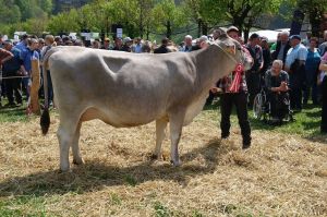 5k-Schneuter 1.2. Lakt. Bajazzo Kaspar Scheuber Winkel Engelberg